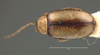 Media type: image; Entomology 18439   Aspect: habitus dorsal view
